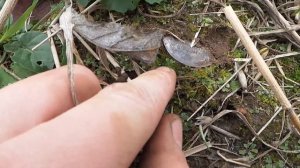 Поиск монет и клада коп по старине с металлоискателем minelab x-terra 705