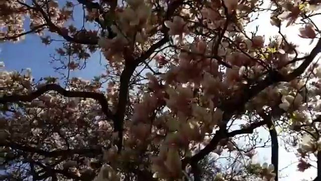 Безумно Красивый Цветок Магнолии. смотреть онлайн