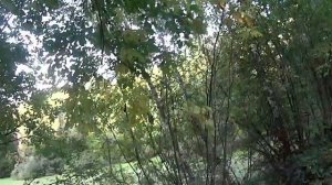 охота с ТОЗ-34 на утку с подхода.