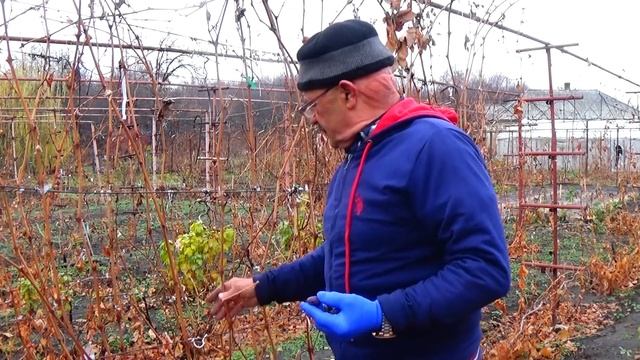 ЮТАЛ и Киевский арочный - неукрывные кишмиши 3-го класса В.М. Калугина. смотреть онлайн