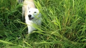 Летняя охота и рыбалка  р Илим  р Коченга  2 Част  Восточная Сибирь Иркутская обл  18   19 августа