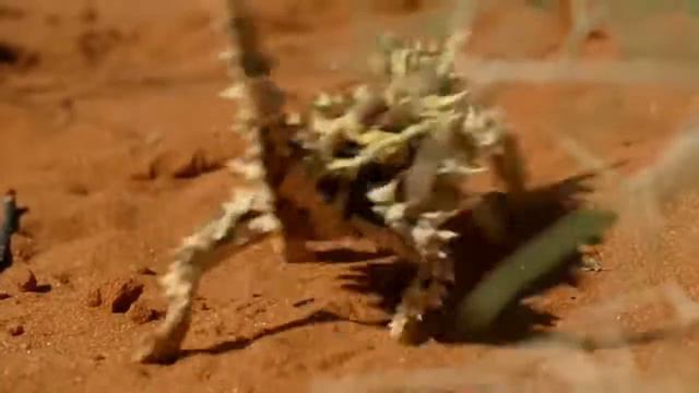 5 Животных, Которые Не С Нашей Планеты !!! смотреть онлайн