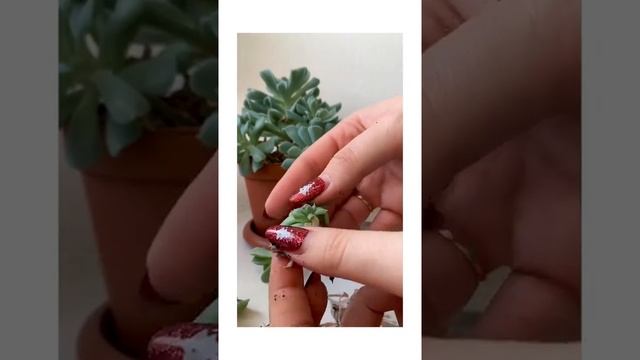 Черенкование эхеверии (эхеверии) руньона. Суккулент. Обрезка, размножение суккулента. Топ шок