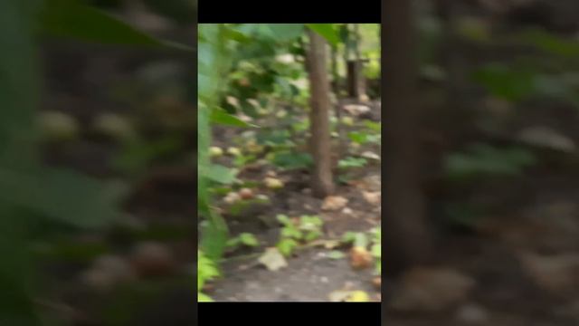 томат Богата Хата F1#shorts смотреть онлайн