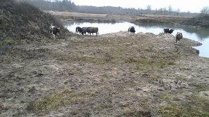 ДВА ИЛИ ТРИ РАЗА ДОИТЬ КОРОВУ ПОСЛЕ ОТЕЛА?!!