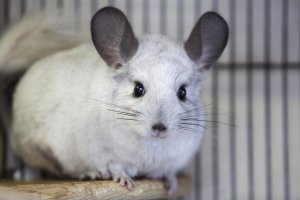 Шиншилла какие звуки и разговоры издаёт / Звук Шиншиллы