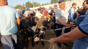 23.06.2023 Кашкадарё в, Китоб тумани, Китоб мол бозори видеообзори. Каналга обуна булинг✅️.
