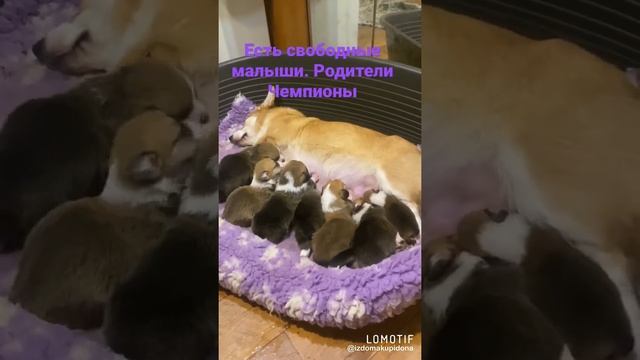 Супер- корги!!! Документы РКФ. 89515454542 Питомник Из Дома Купидона