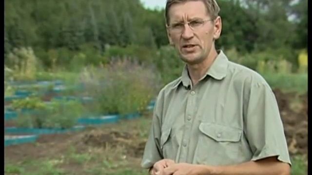 Лекарственные травы.Огуречная трава