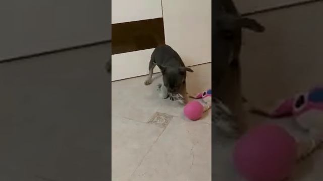 мальчик французский бульдог , окрас голубой подпад смотреть онлайн