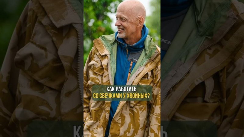 КАК РАБОТАТЬ СО СВЕЧКАМИ У ХВОЙНЫХ