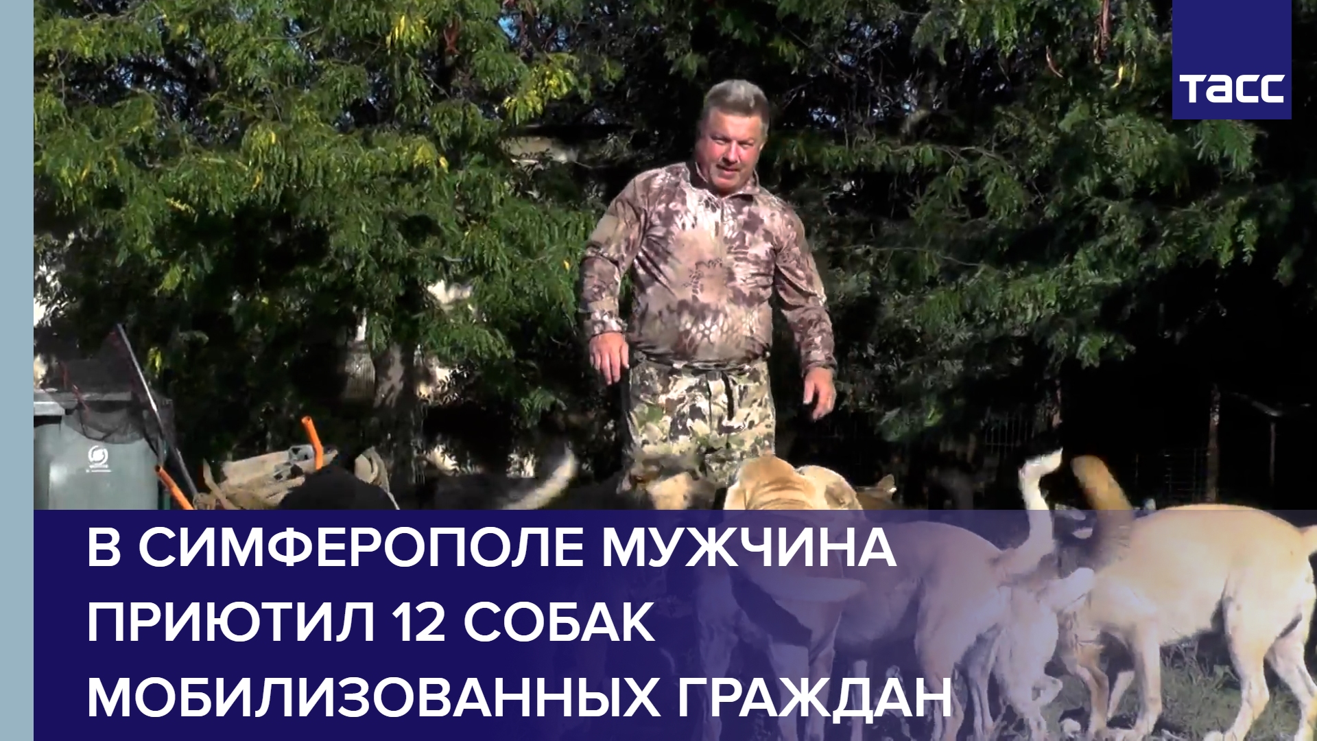В Симферополе мужчина приютил 12 собак мобилизованных граждан