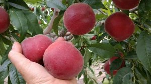Персик Екстрім-6. Peach Extreme-6. Ранній, солодкий персик з найвищою товарністю. Відео от Максі Са