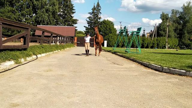 Оценка строения конечностей (вид спереди и сзади)