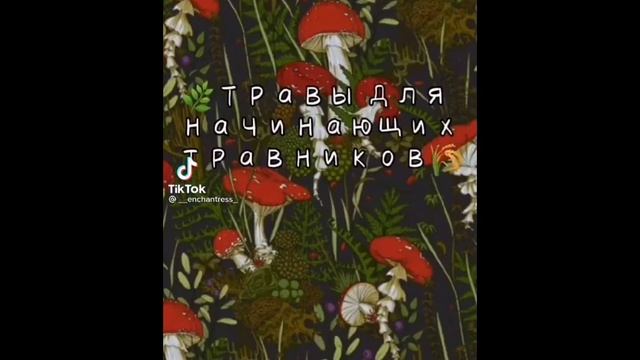 ✨?☘️для ведьмочек и травниц✨ ?☘️#2 смотреть онлайн