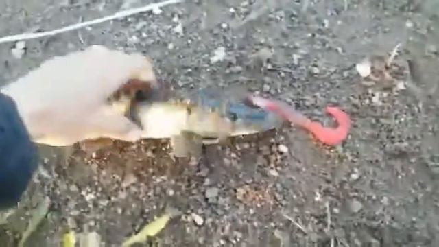 Рыбалка в Казахстане. Спец.кор Виталий Ч. Село Максимовка.Астана. часть 1 смотреть онлайн