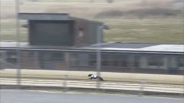 Greyhound 2021 - Trial 3 28.03.2022 смотреть онлайн