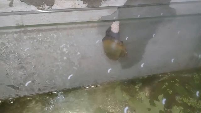 Улитка Ампулярия откладывает яйца. смотреть онлайн