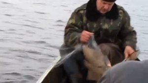 Рыбалка сетью. Лещ