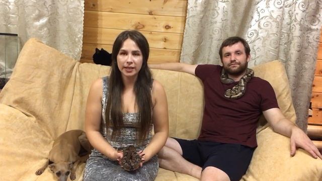 Королевский питон. Первая змея! Подходит ли для новичка?