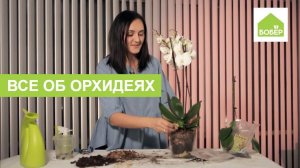 Все об орхидеях: как правильно выбрать, ухаживать и пересадить