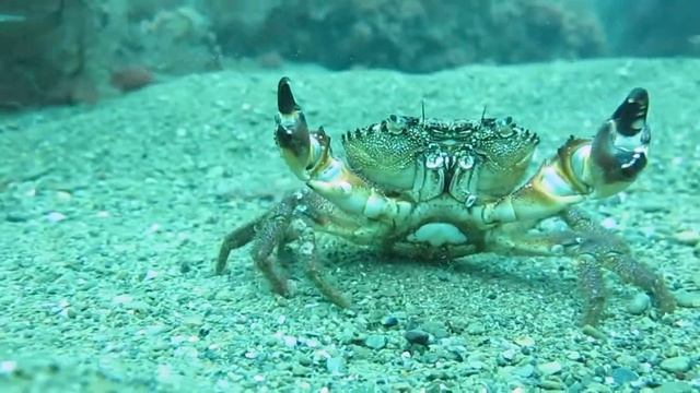 Крабы. Дайвинг в Алуште. Крым. Дайвинг центр Кастель 2021