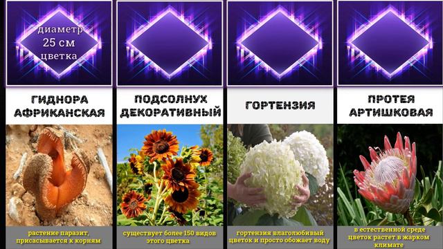 Самые Необычные и Большие Цветы В Мире/Сравнение Размеров/Диаметр Цветка