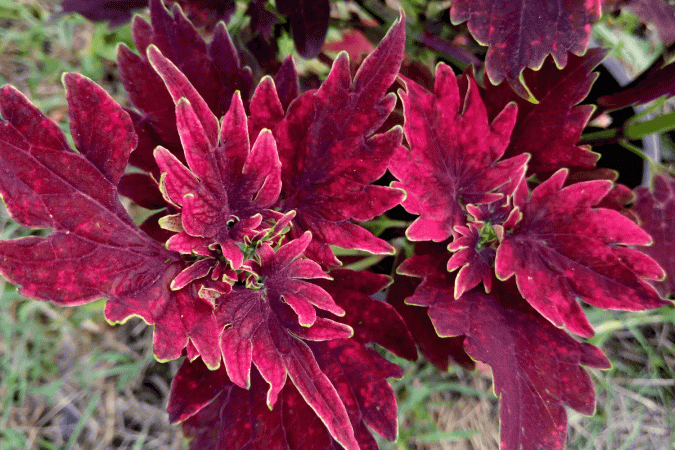 Колеус гибридный "Хот Эмбэрс" (Coleus hybridus "Hot Embers")