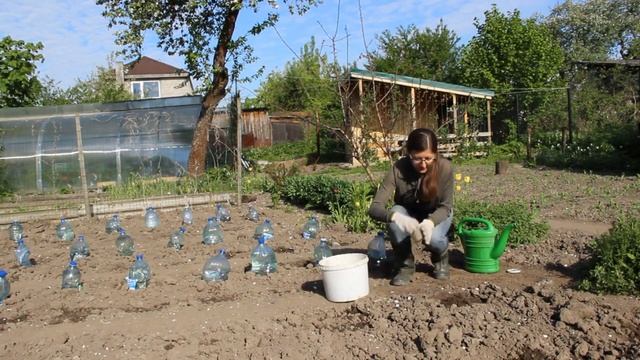 Посадка кабачков семенами в открытый грунт