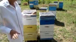 Малыхин о селекции на пасеке