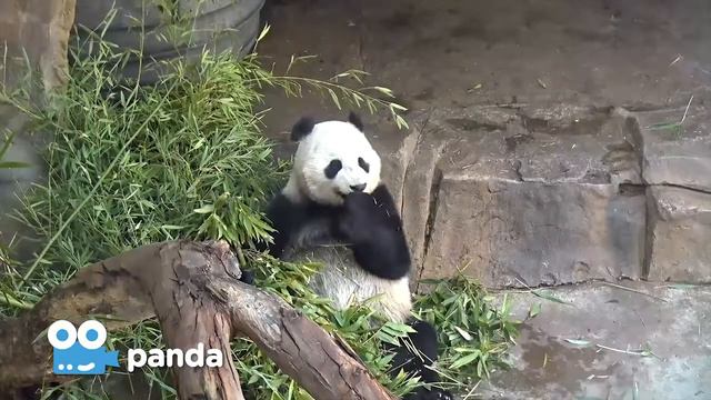 Zoo Cam - Panda Cam Episode 4 смотреть онлайн