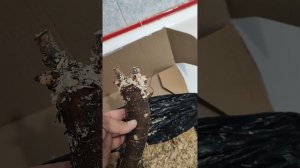 распаковка ☘️🌷 пионов из питомника Ворошиловой!!!💐🌱