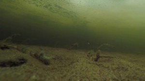 Сиги идут на нерест, озеро Ловозеро, ноябрь 2019