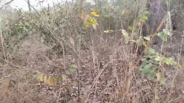 Зимняя прогулка в Гвинее смотреть онлайн