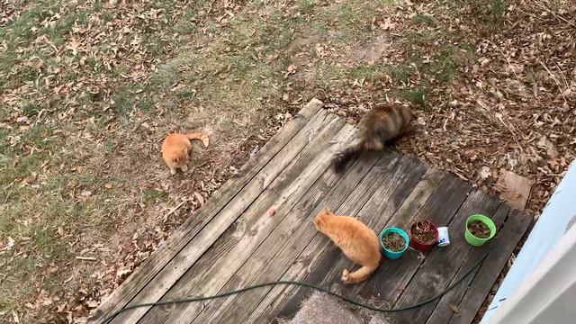 В ОЧЕРЕДЬ СУКИ, В ОЧЕРЕДЬ!!!!