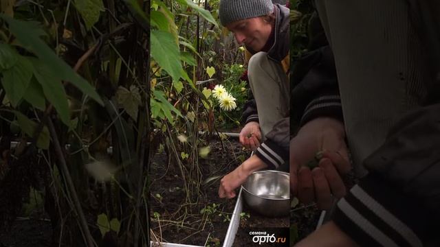 Мелотрия шершавая, технологи выращивания смотреть онлайн