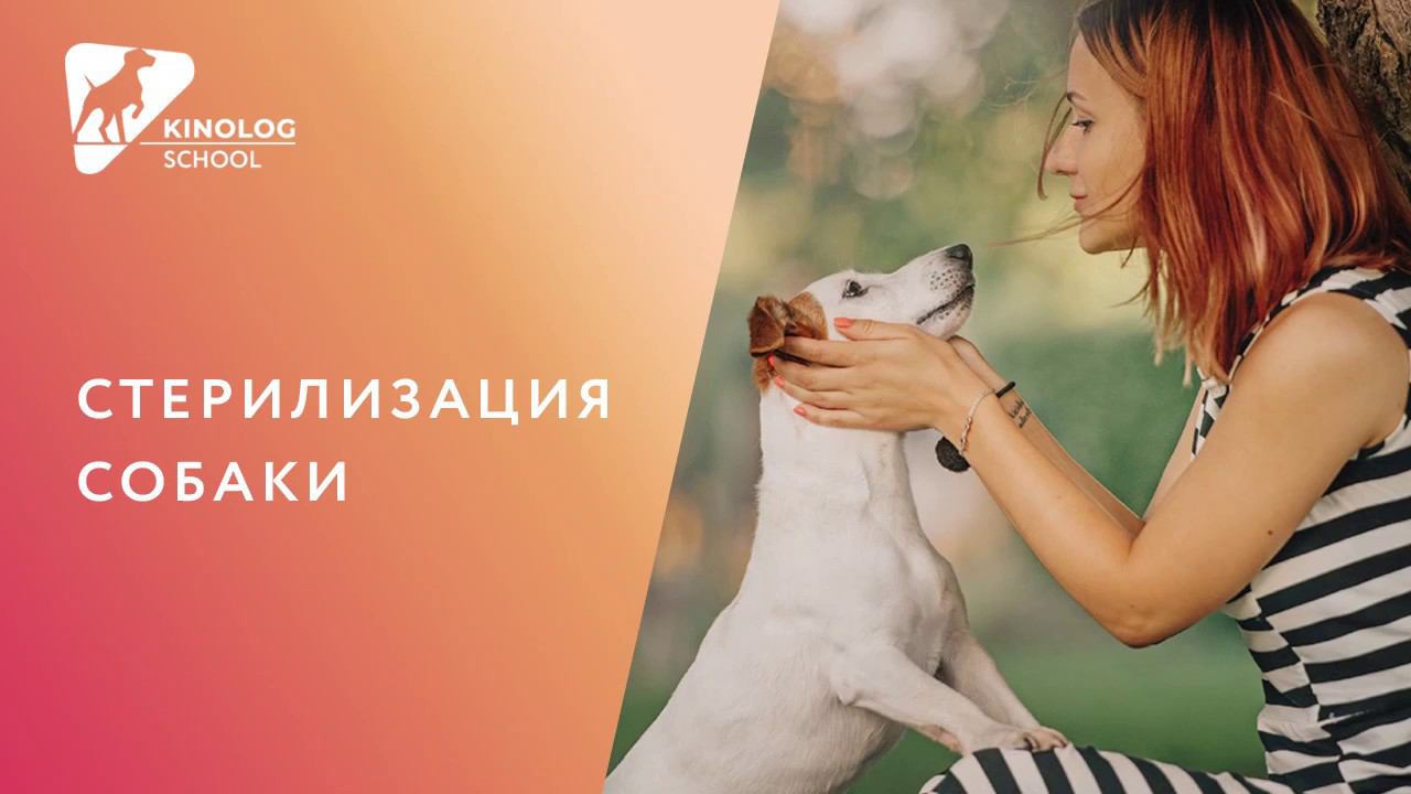 Стерилизация собаки