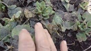 ПРИМУЛА САДОВАЯ.  ЧТО НУЖНО СДЕЛАТЬ ВЕСНОЙ  Видеоурок Ольги Черновой 15 апреля 2 17 года