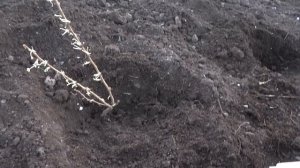 Весенняя посадка новых сортов крыжовника на даче.  2021 год