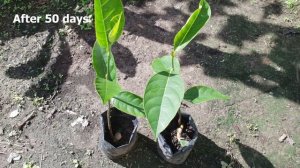 How to grow jackfruit seeds at home / How to plant jackfruit seeds from store bought