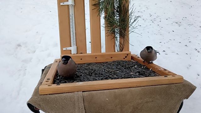 🐦Снегири🐦