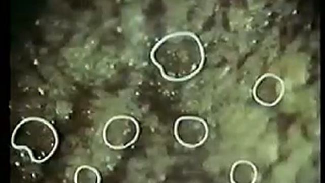 Анатомия человека: Вкус смотреть онлайн