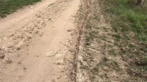 Супер поздний Миндаль Вайро и Маринада.