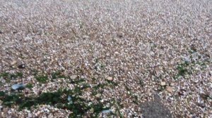 Чёрное море ловим камбалу на резинку