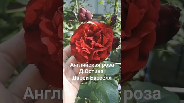 Английская роза Д.Остина Дарси Басселл