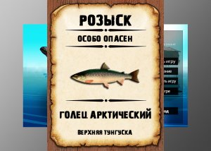 Мутанты рр3. Голец арктический. Верхняя Тунгуска.