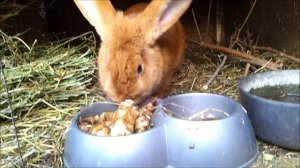 Разведение кроликов. Кормление кроликов без зерна. Чем кормить кроликов?