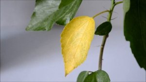 Почему желтеют листья гибискуса