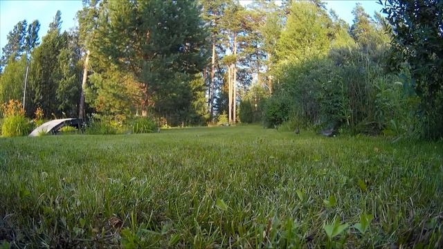 Дрозды ниндзи l тайное нашествие дроздов