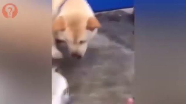 животные умные существа смотреть онлайн